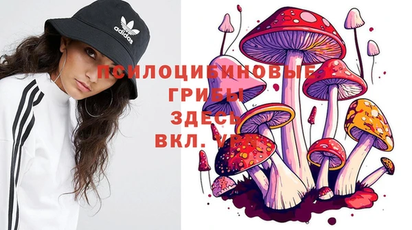 прущие грибы Дмитров